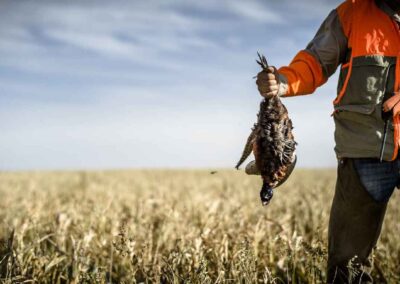 pheasant hunting 13